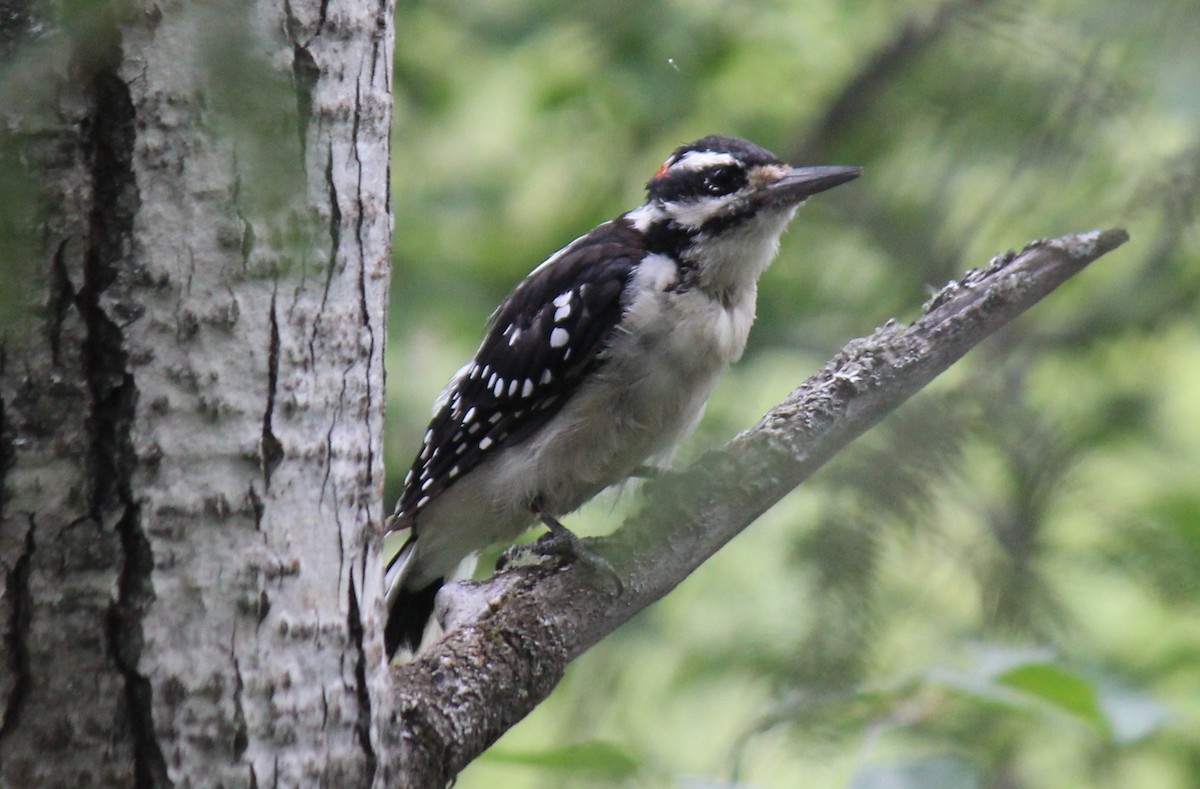Downy Woodpecker - ML639650138