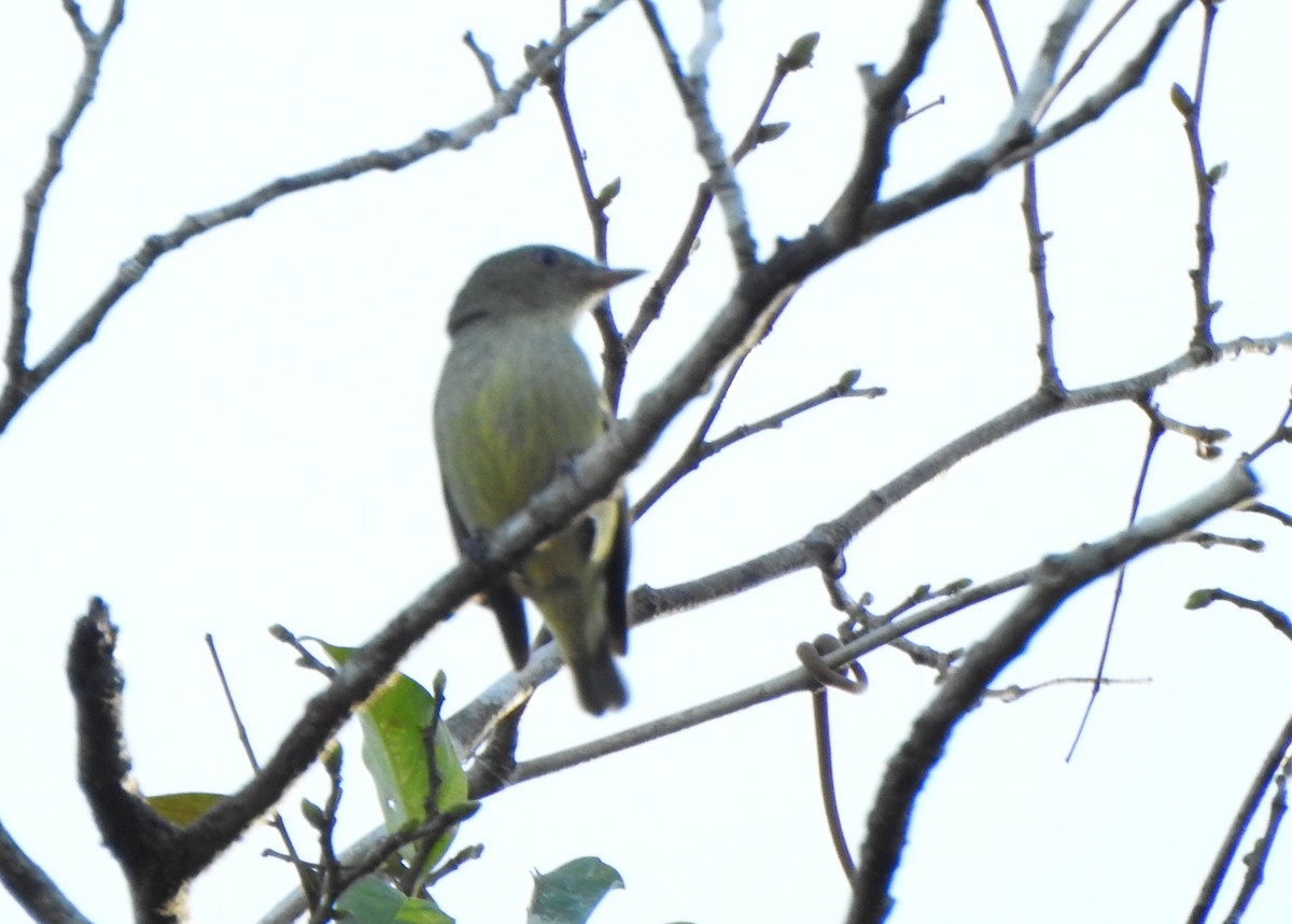 Manakin nain - ML639650196