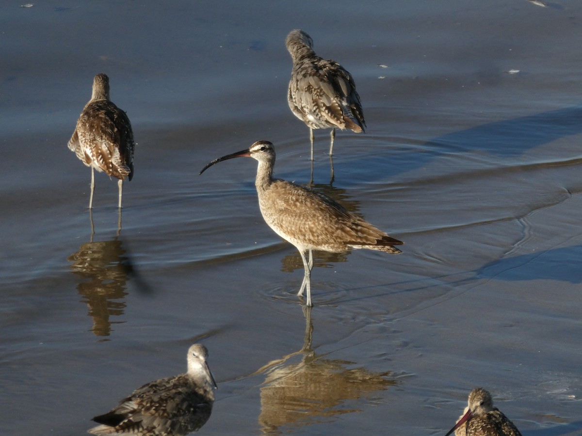 Whimbrel - ML639650285