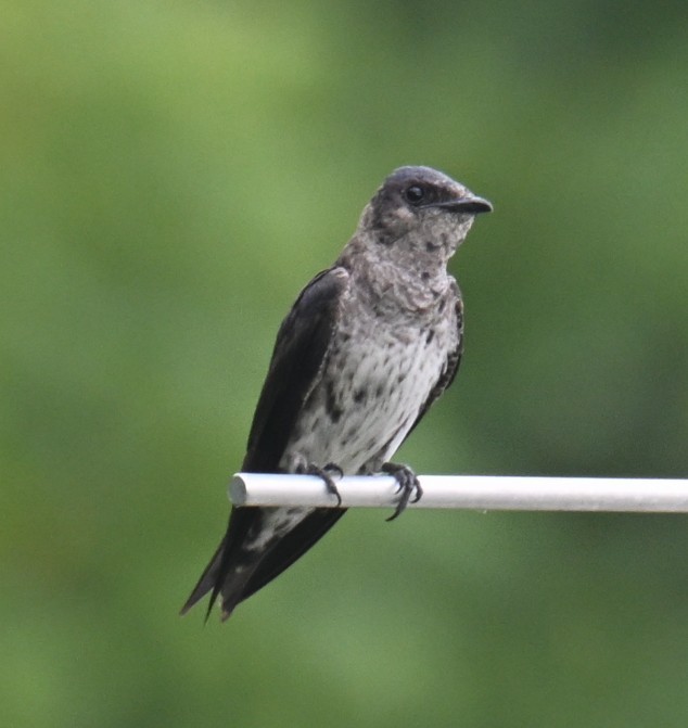 Purple Martin - ML639650304