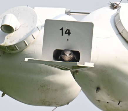 Purple Martin - ML639650306