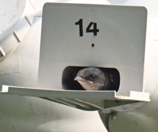 Purple Martin - ML639650307
