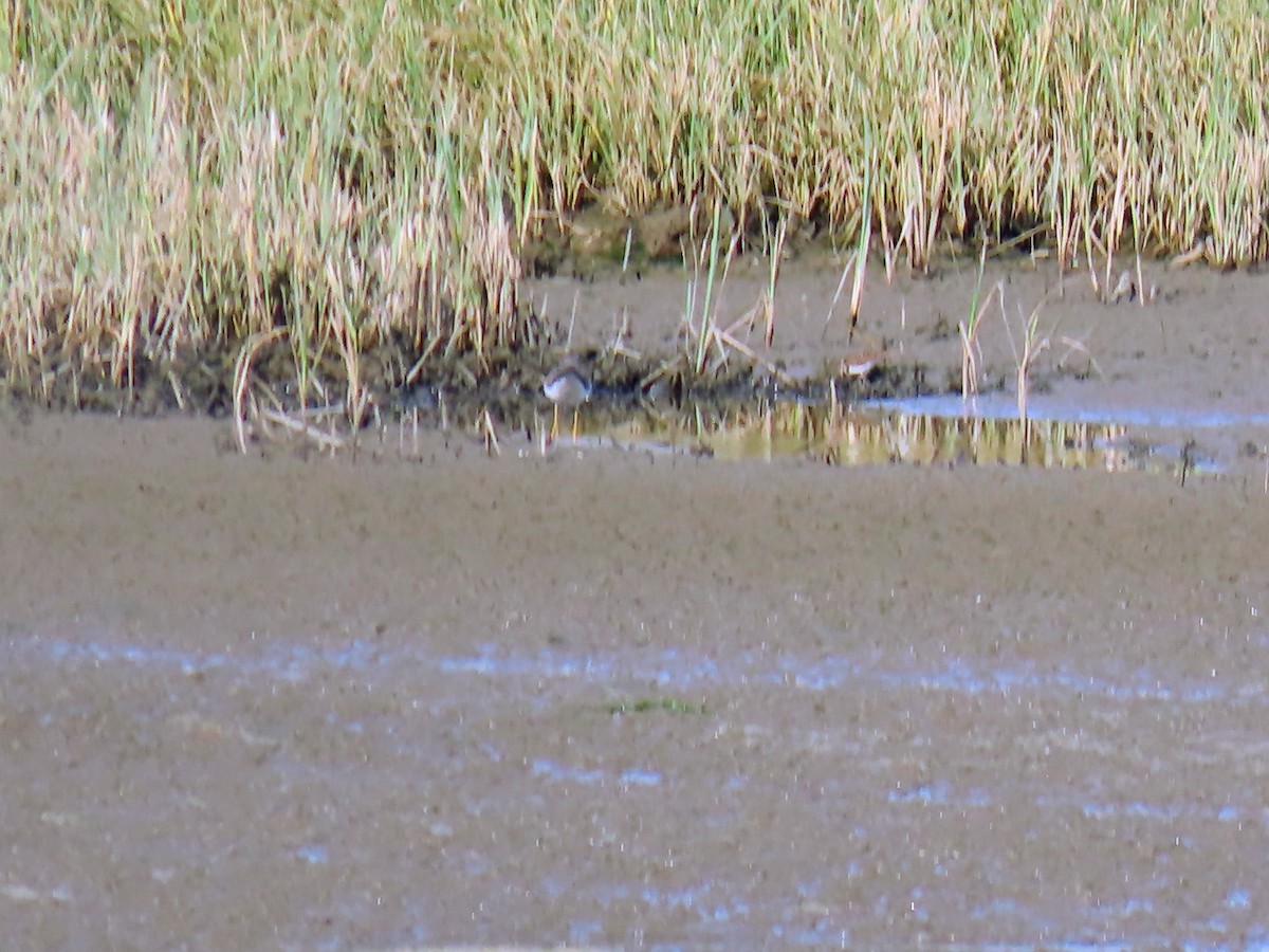 Lesser Yellowlegs - ML639650323