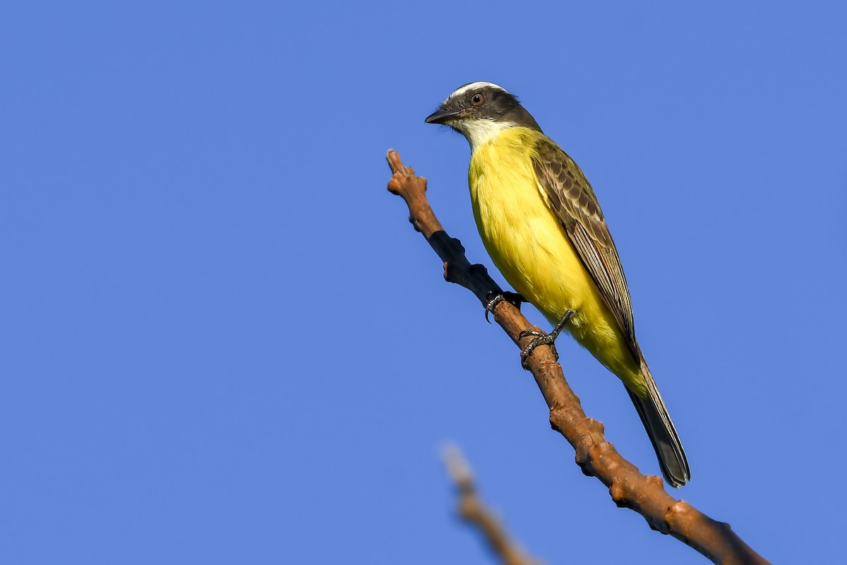 Social Flycatcher - ML639650374