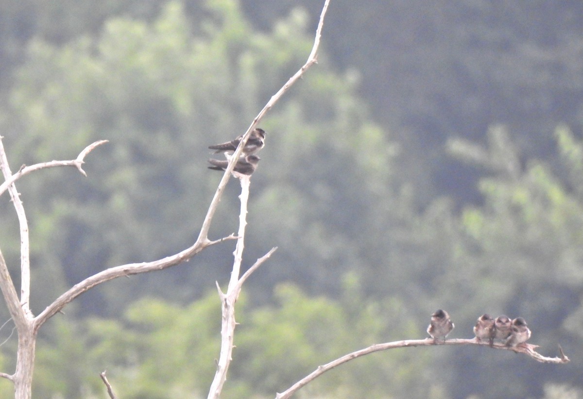 Purple Martin - ML639650464
