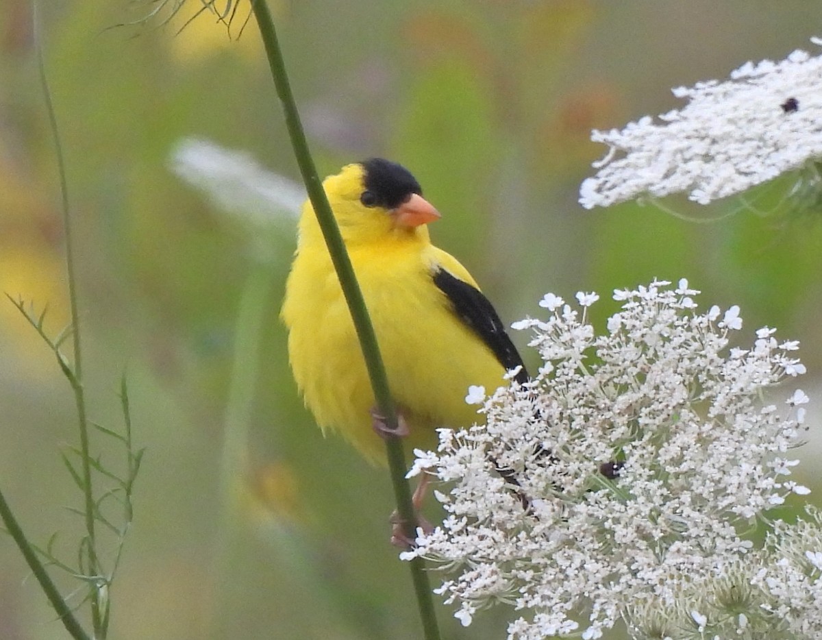 American Goldfinch - ML639650471