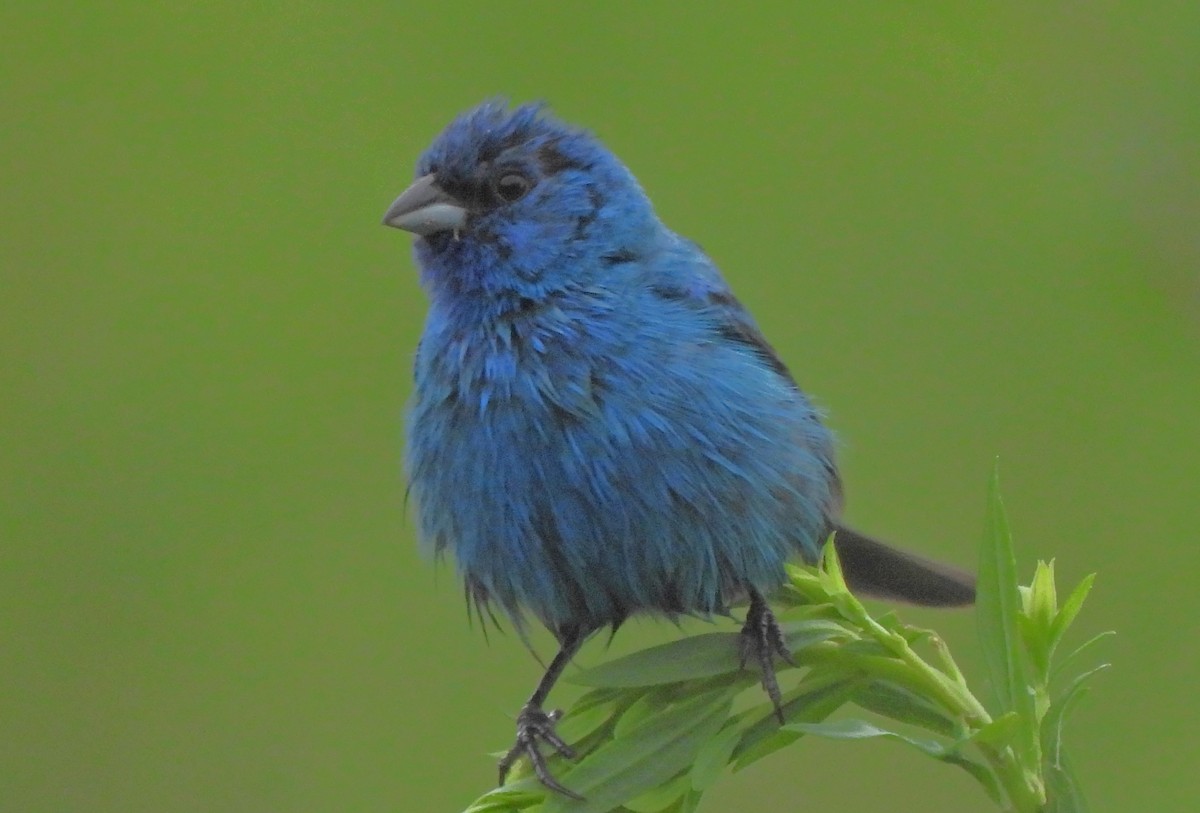 Indigo Bunting - ML639650490