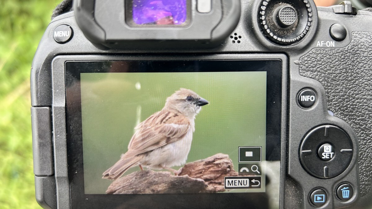 Moineau du Sind - ML639650521