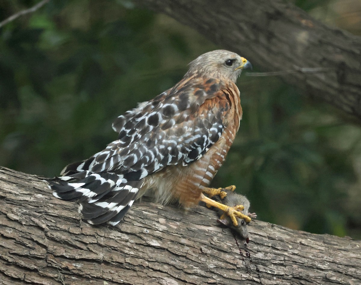 Red-shouldered Hawk (elegans) - ML639650541