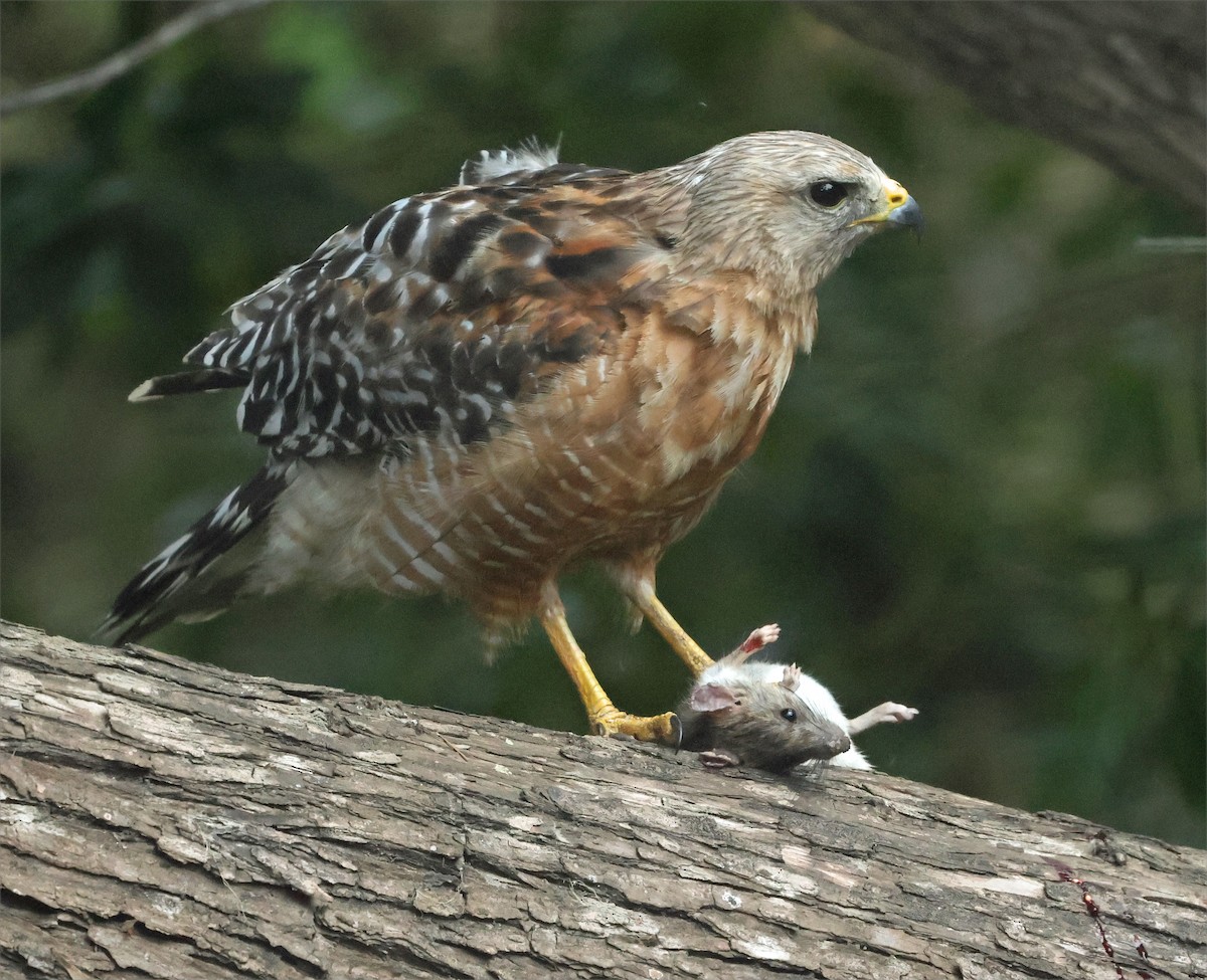 Red-shouldered Hawk (elegans) - ML639650548