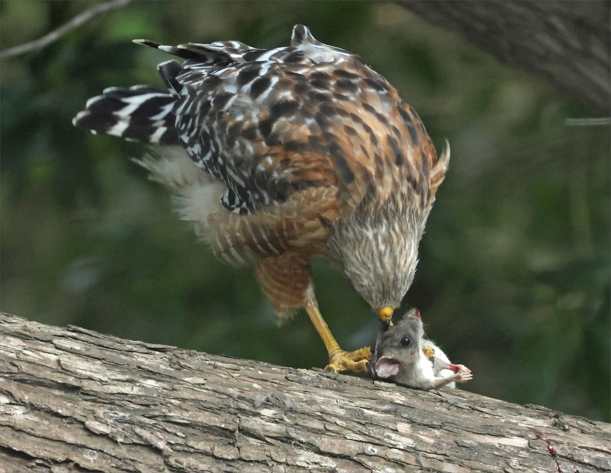 Red-shouldered Hawk (elegans) - ML639650552