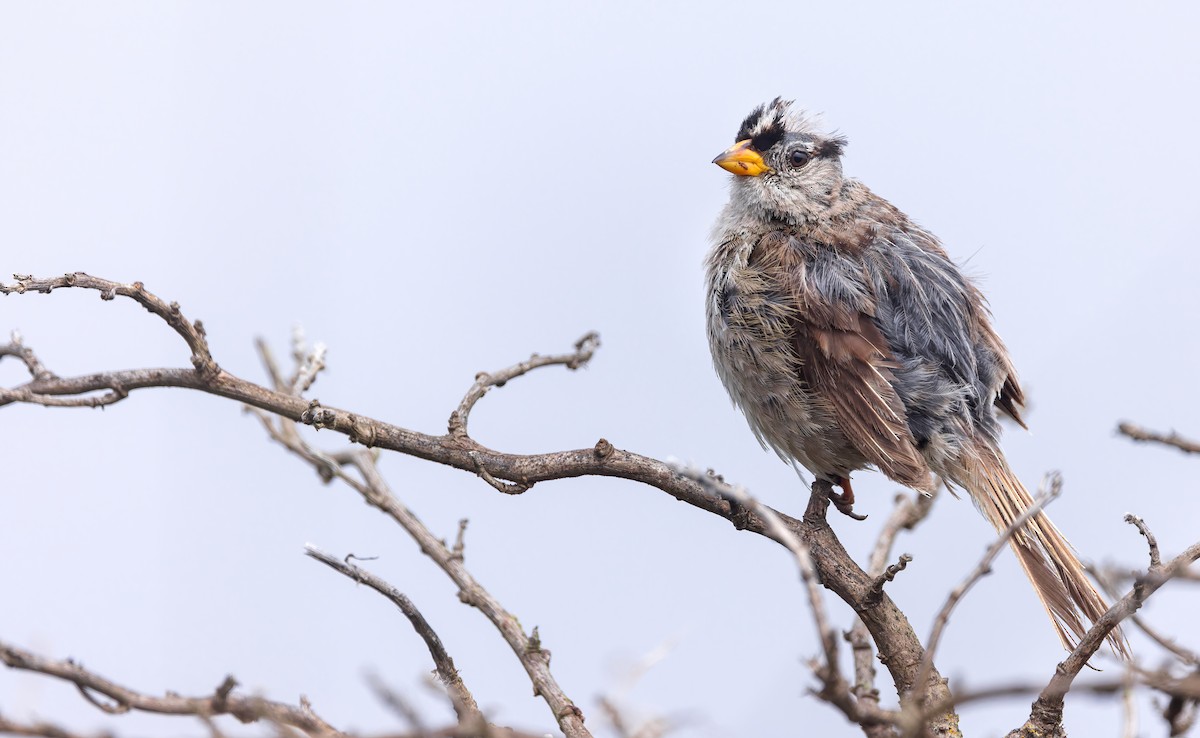 White-crowned Sparrow (nuttalli) - ML639650612