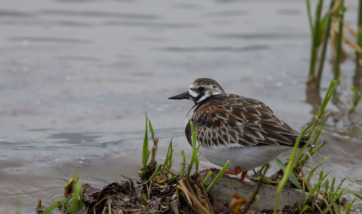 Ruddy Turnstone - ML639650629