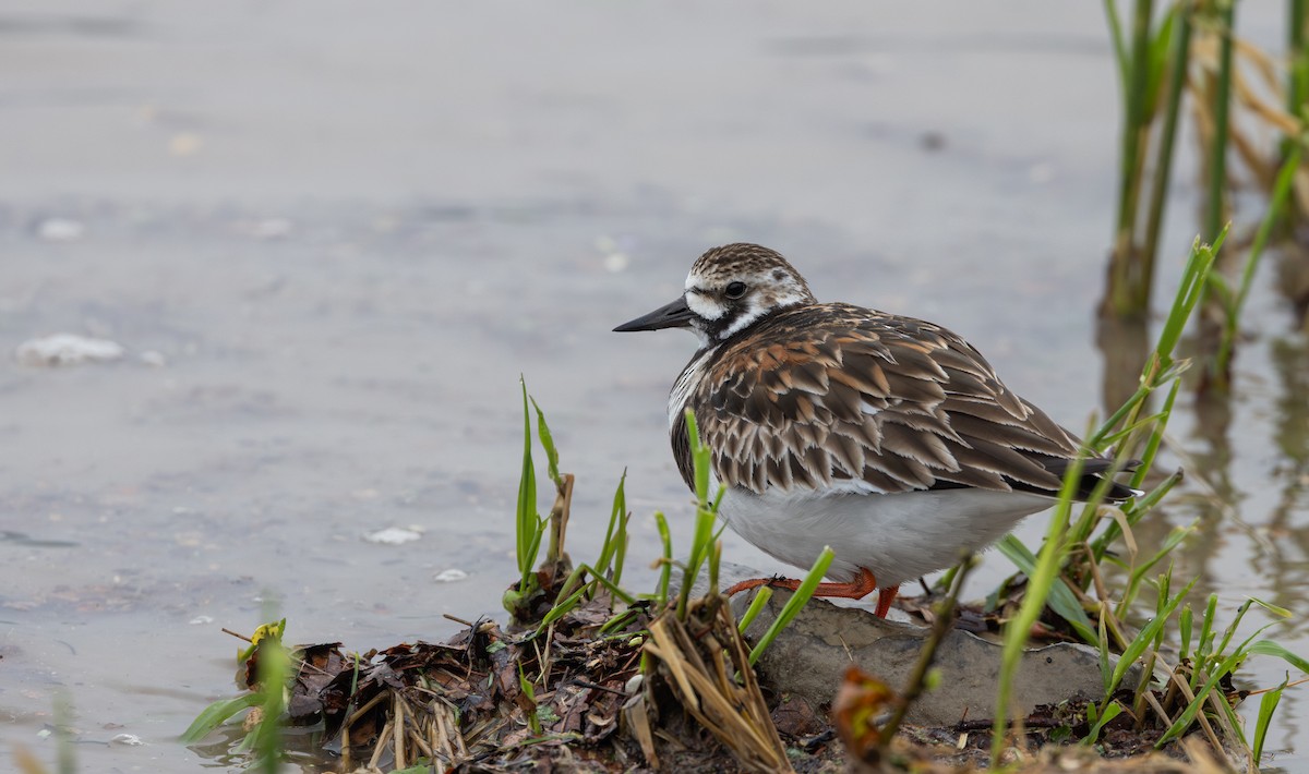 Ruddy Turnstone - ML639650630