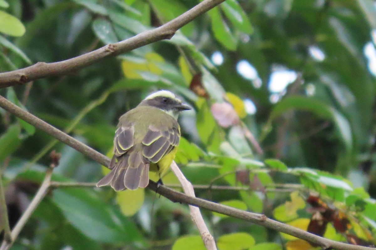 Social Flycatcher - ML639650676