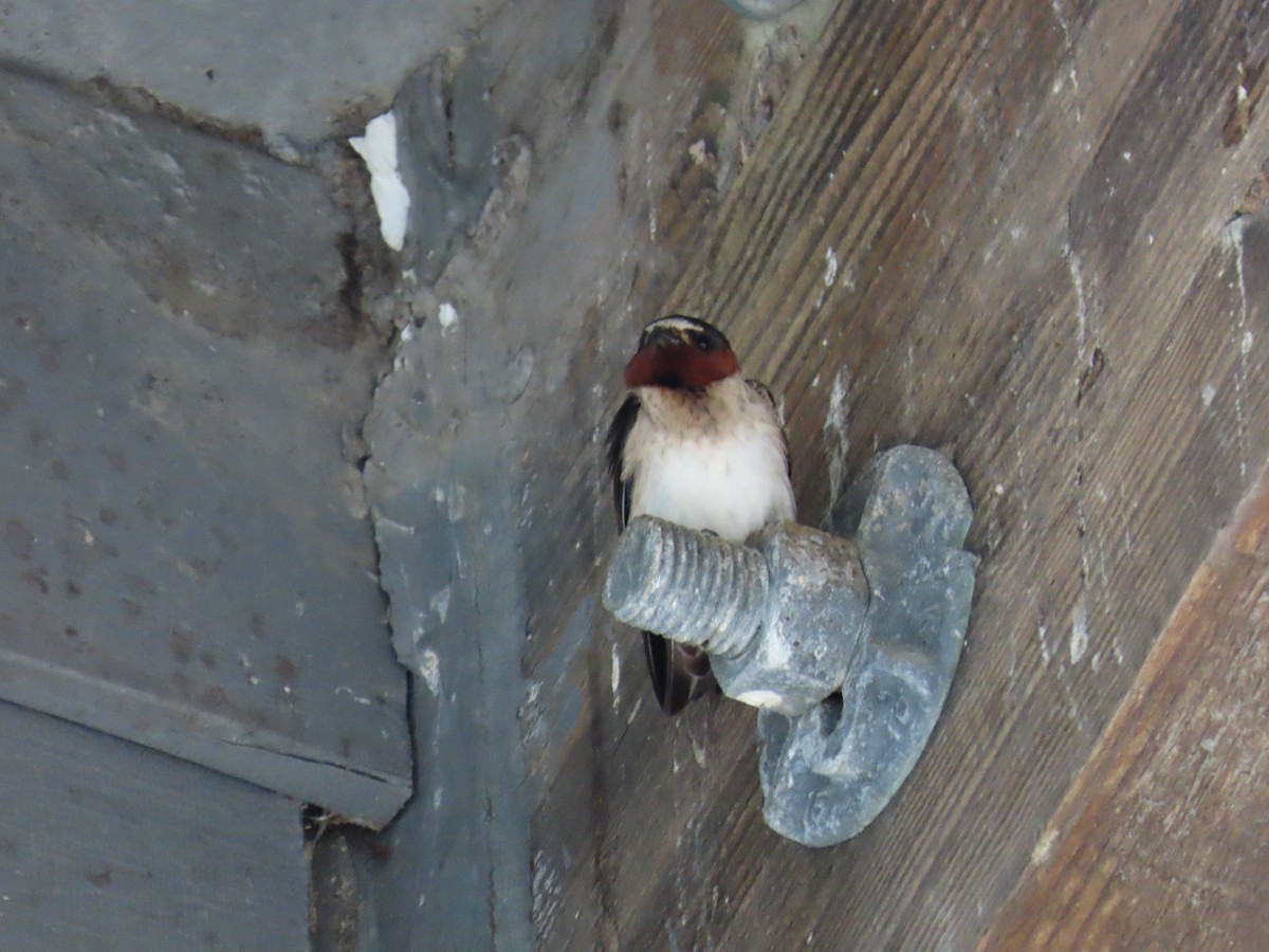 Cliff Swallow - ML639650680
