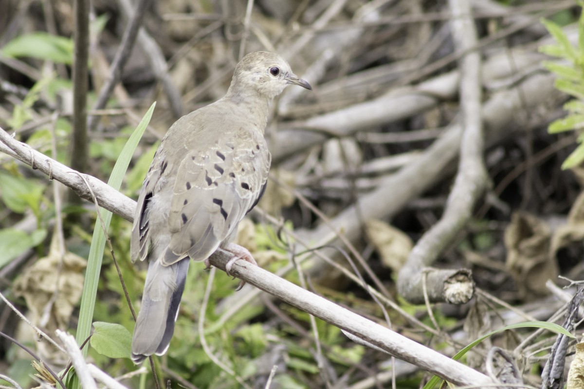 Ecuadorian Ground Dove - ML639650699