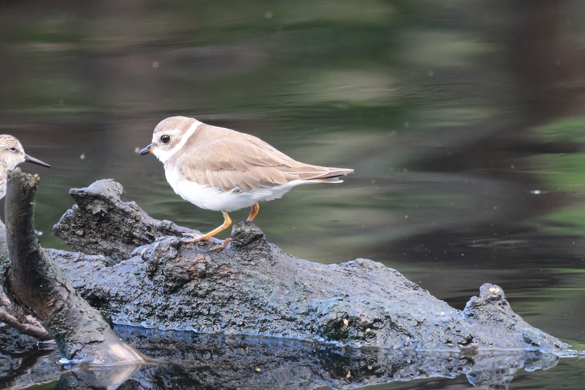 Semipalmated Plover - ML639650704