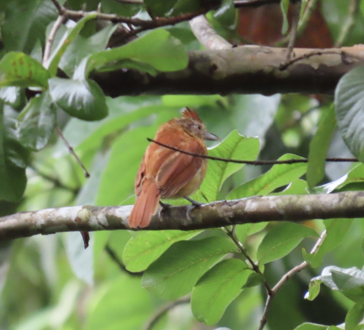 Barred Antshrike - ML639650705
