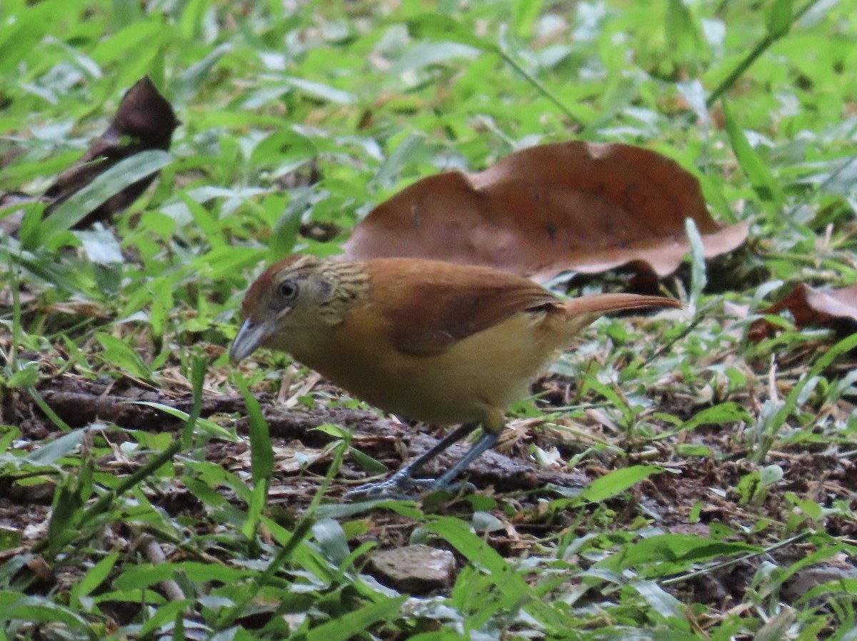 Barred Antshrike - ML639650707