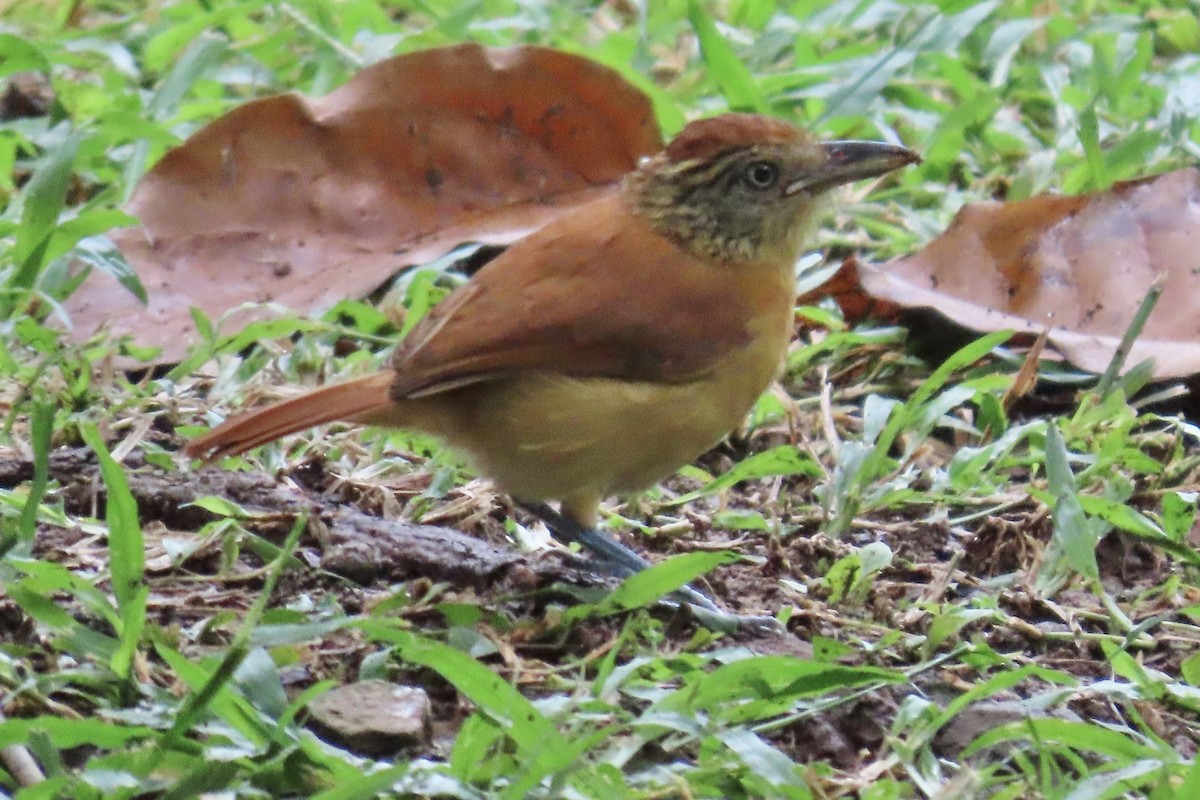 Barred Antshrike - ML639650708