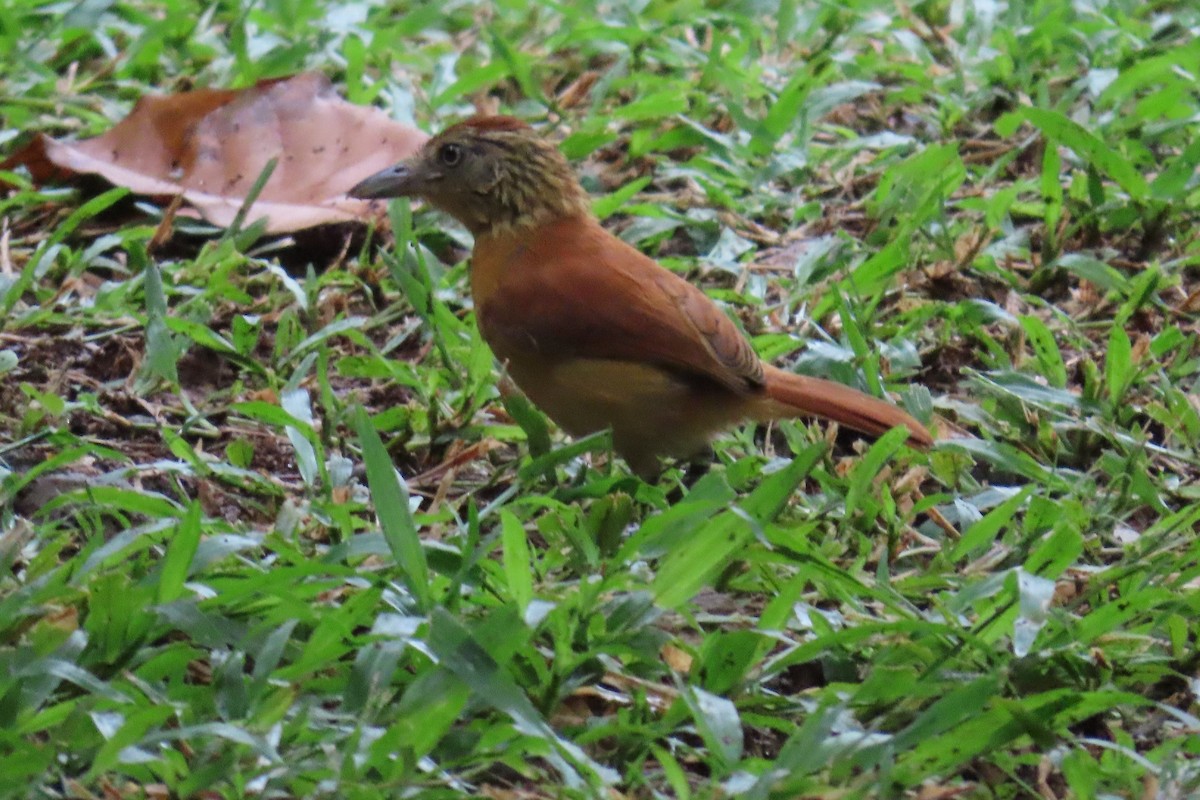Barred Antshrike - ML639650710