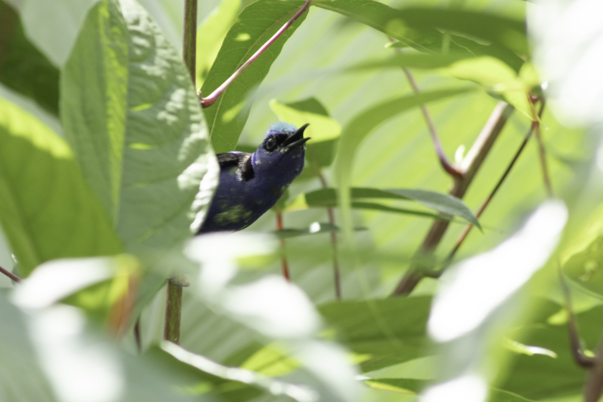 Red-legged Honeycreeper - ML639650725