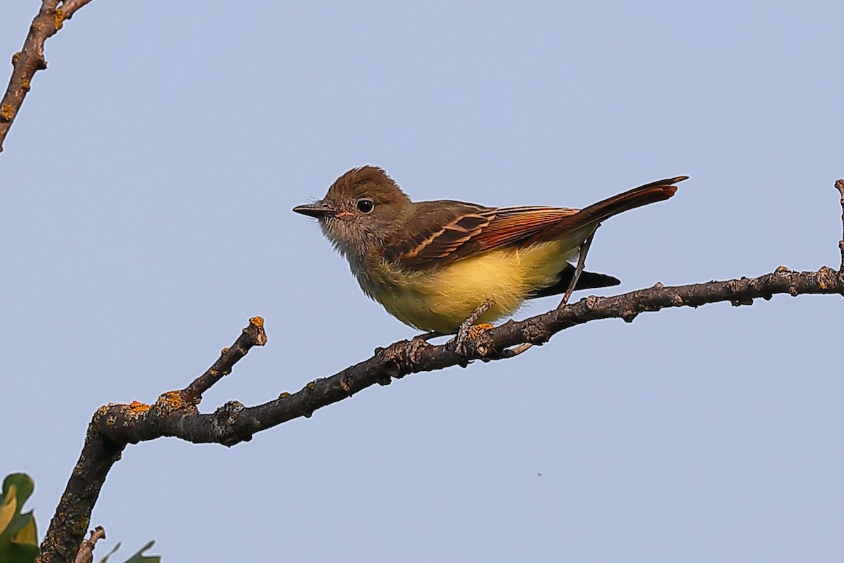 Great Crested Flycatcher - ML639650742
