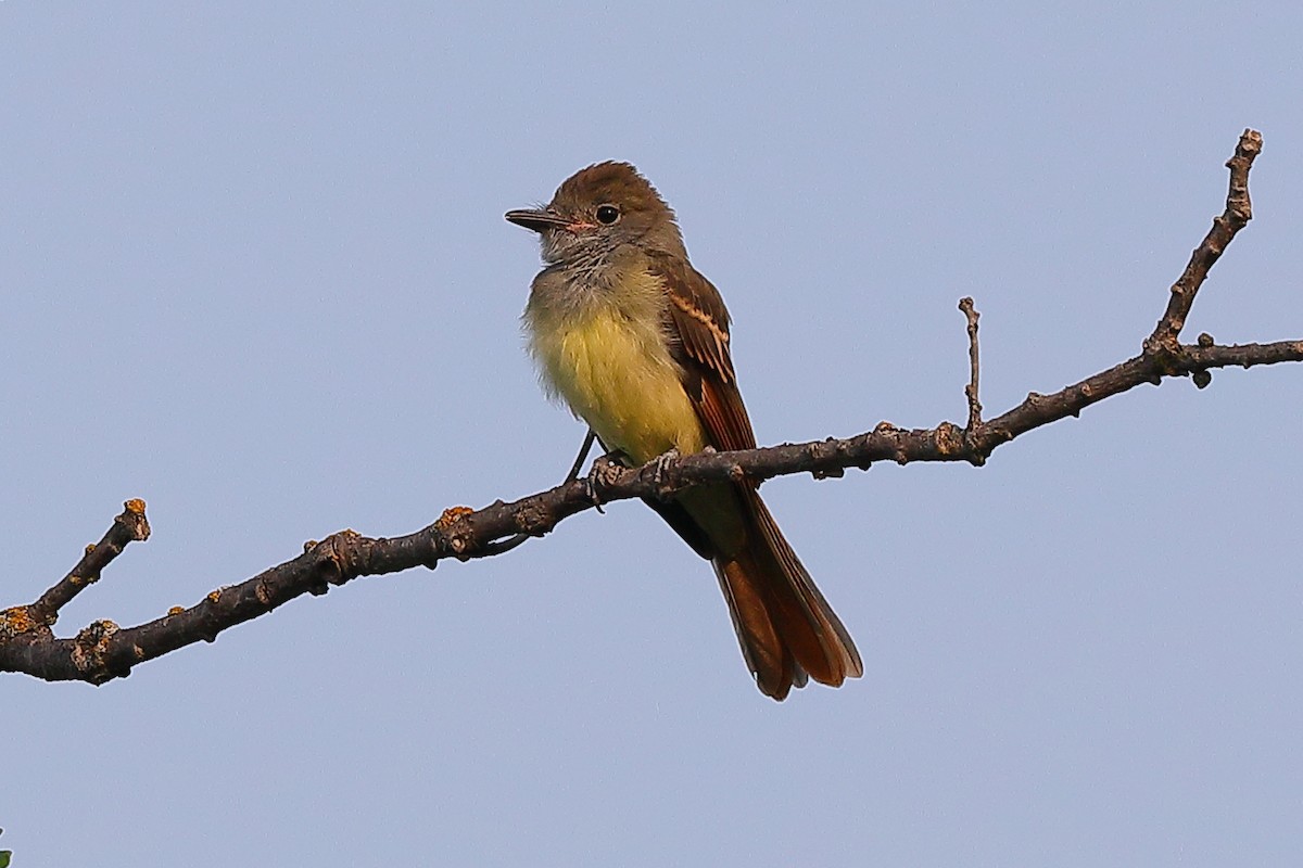 Great Crested Flycatcher - ML639650743