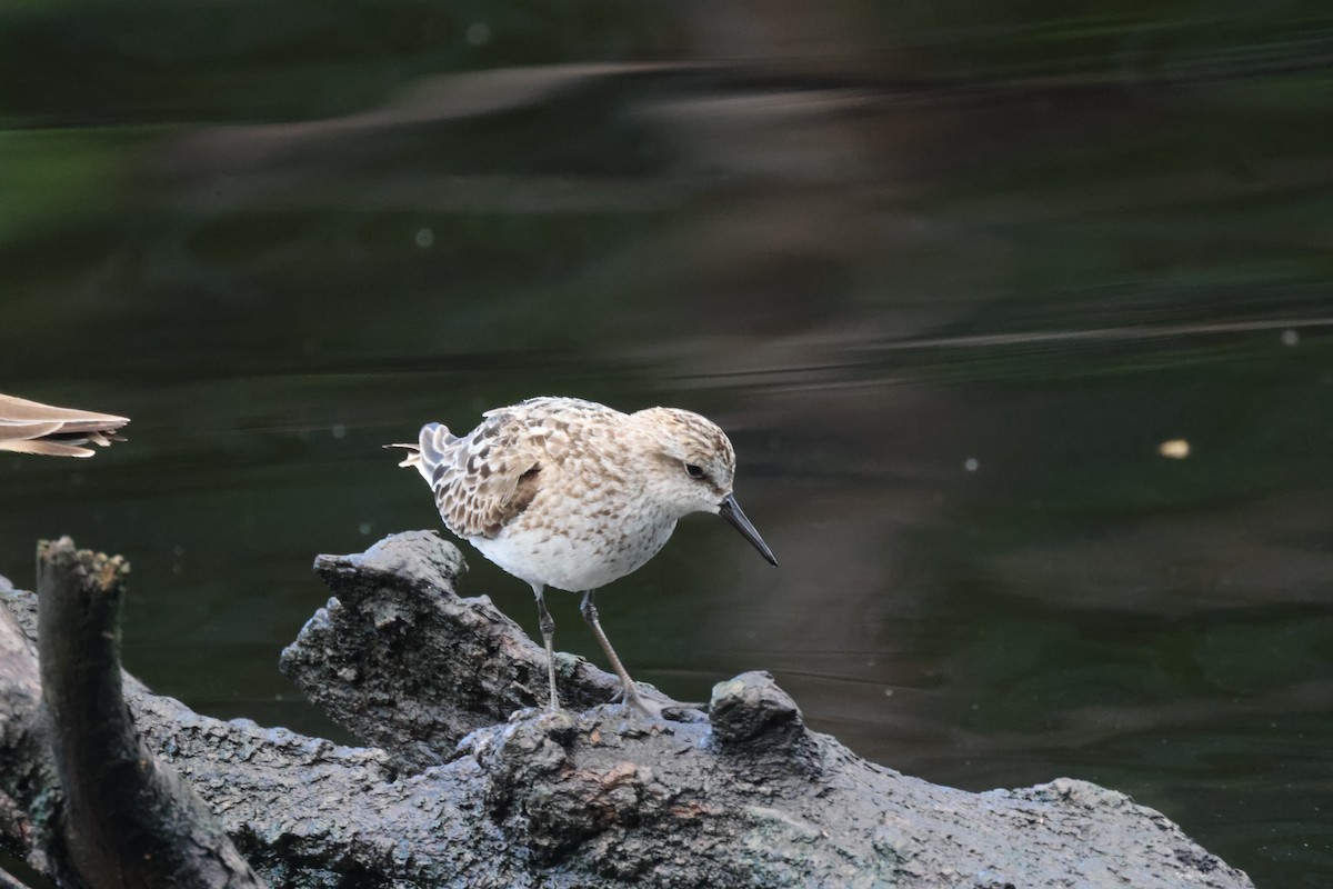 Semipalmated Sandpiper - ML639650756