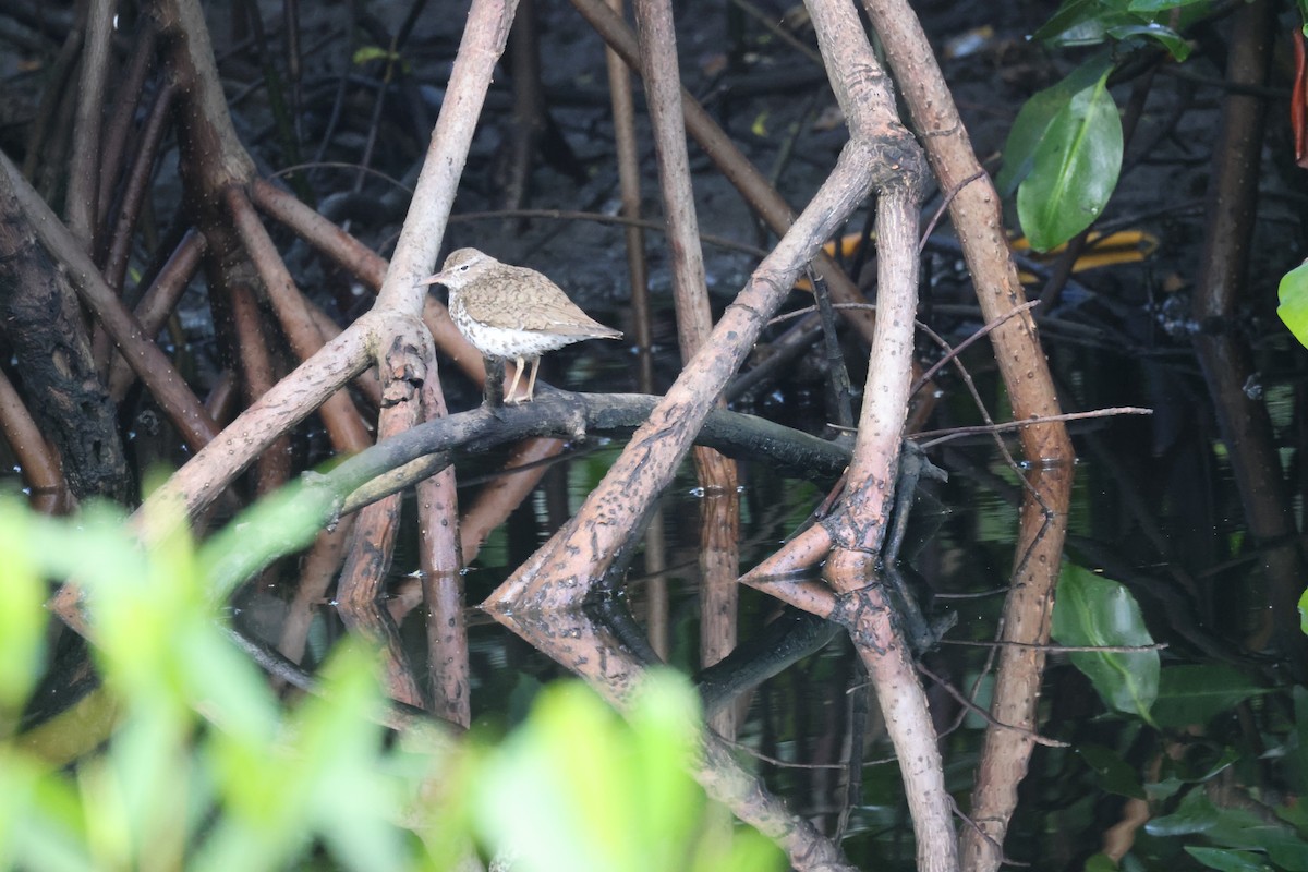 Spotted Sandpiper - ML639650788