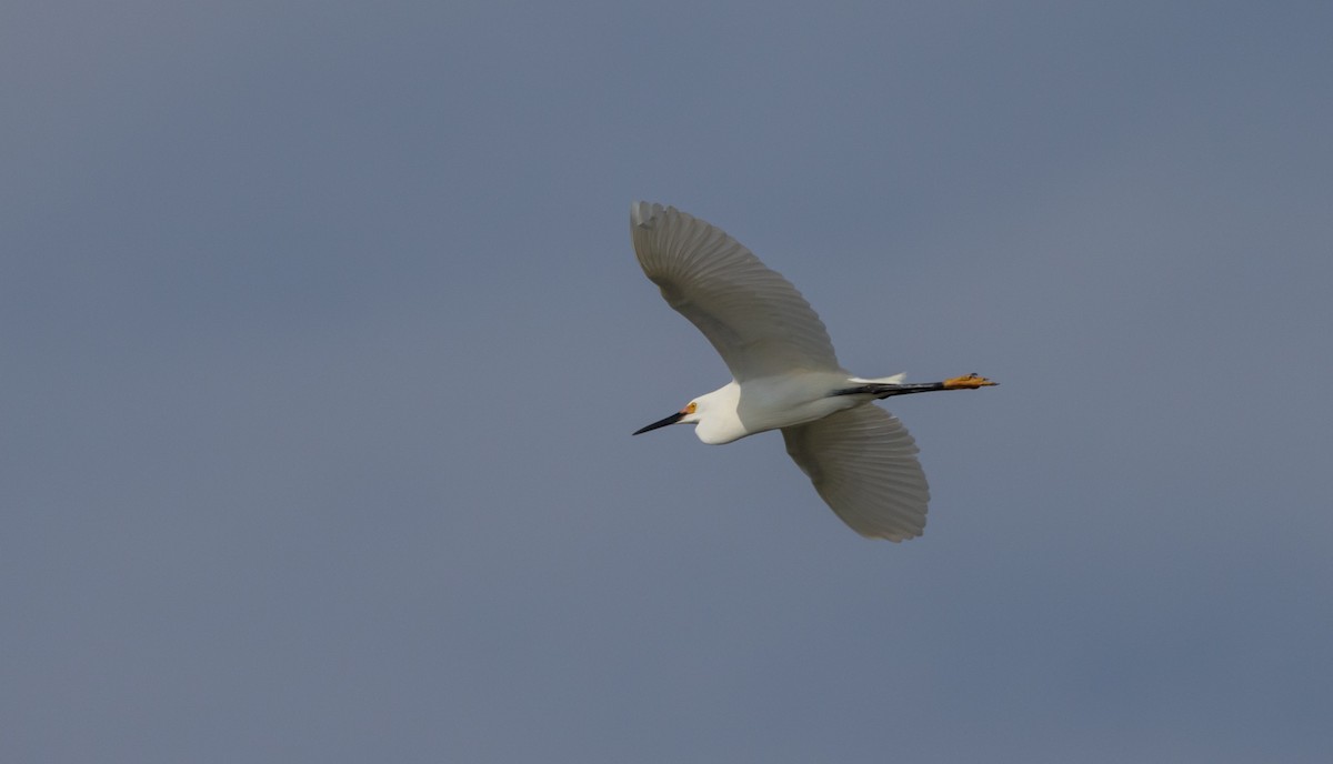 Snowy Egret - ML639650799