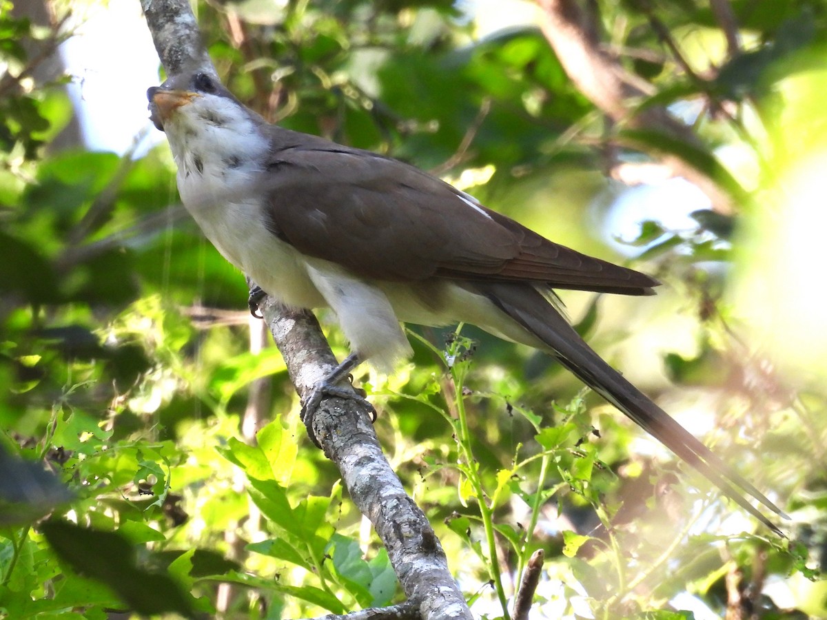 Yellow-billed Cuckoo - ML639650800