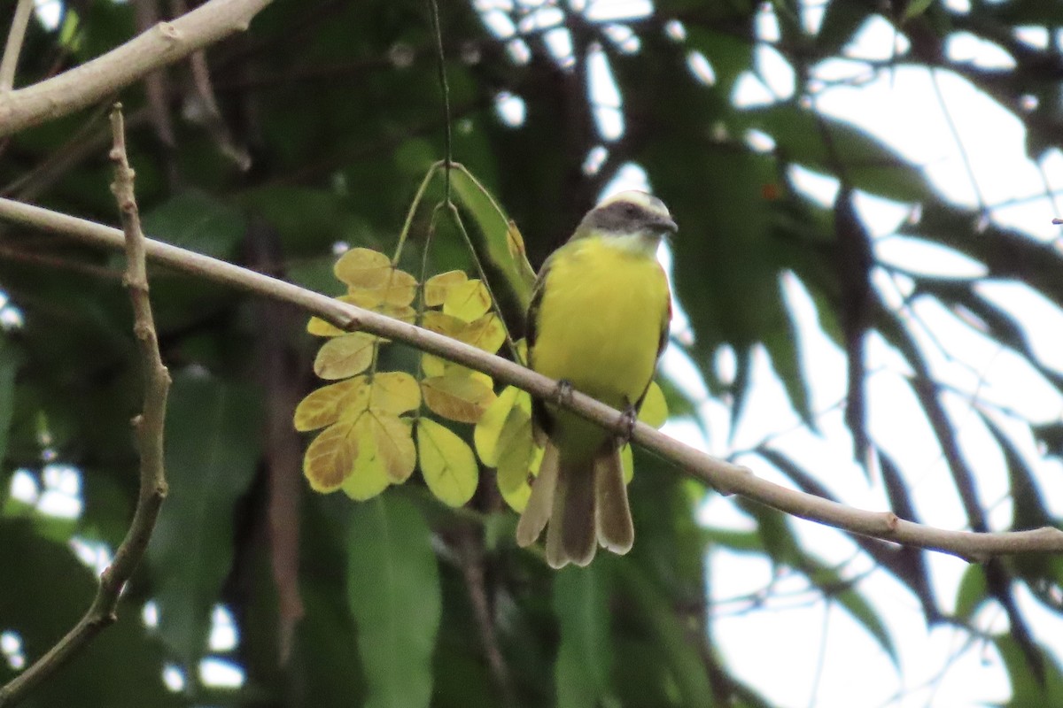 Social Flycatcher - ML639650875