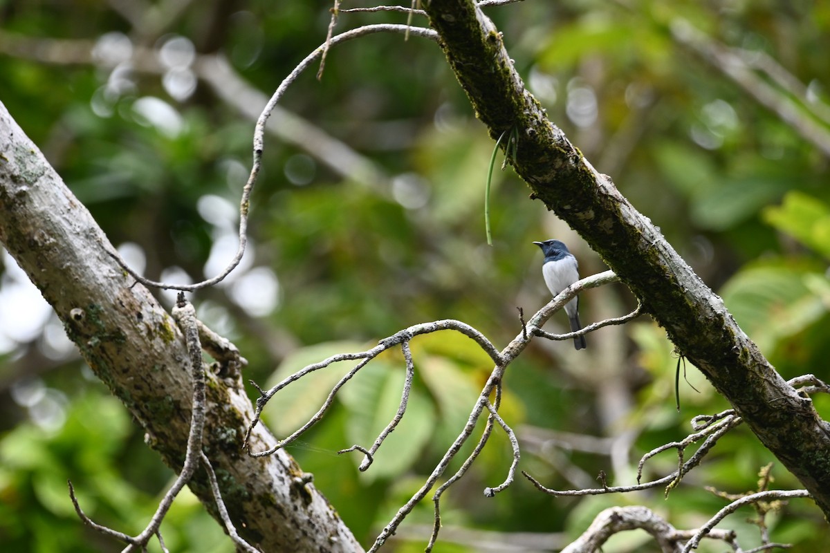 Leaden Flycatcher - ML639650956