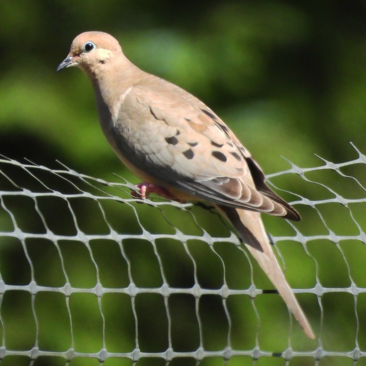 Mourning Dove - ML639651049