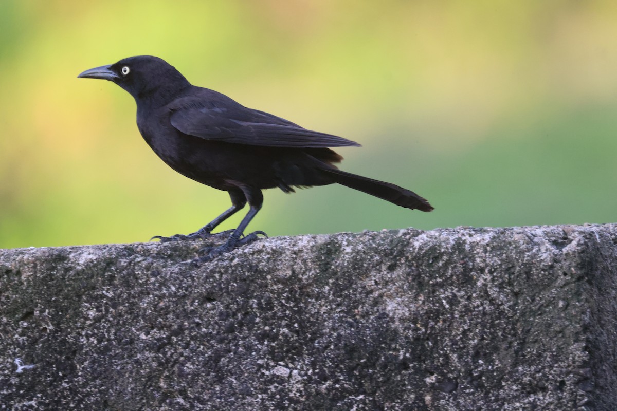 Carib Grackle - ML639651283
