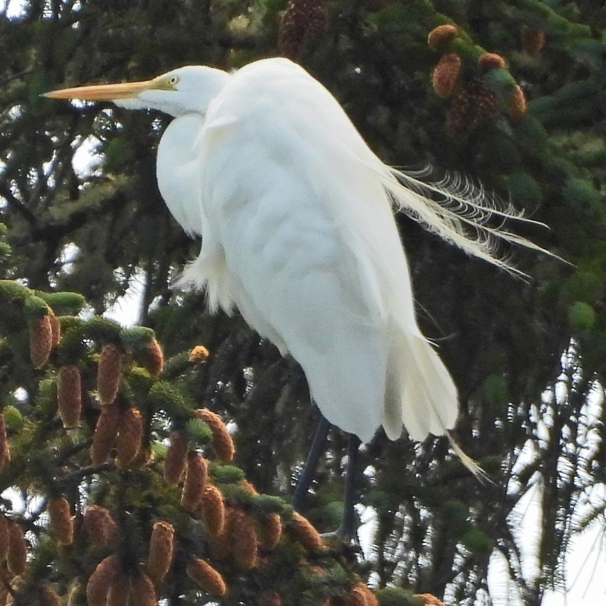 Цасч дэглий - ML639651304