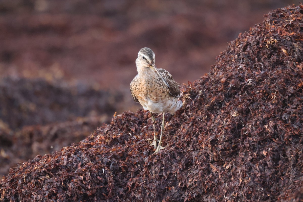 Short-billed Dowitcher - ML639651354