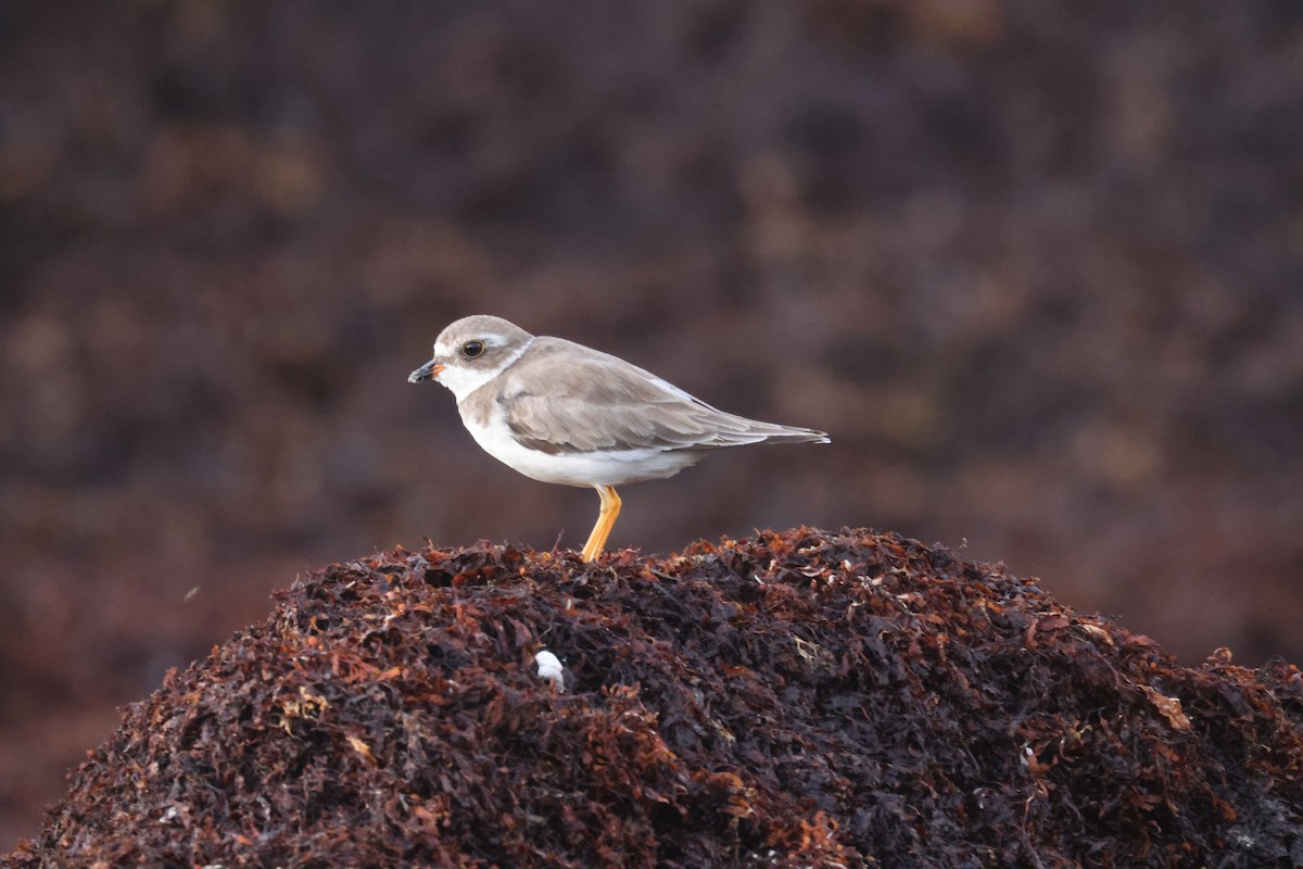 Semipalmated Plover - ML639651388