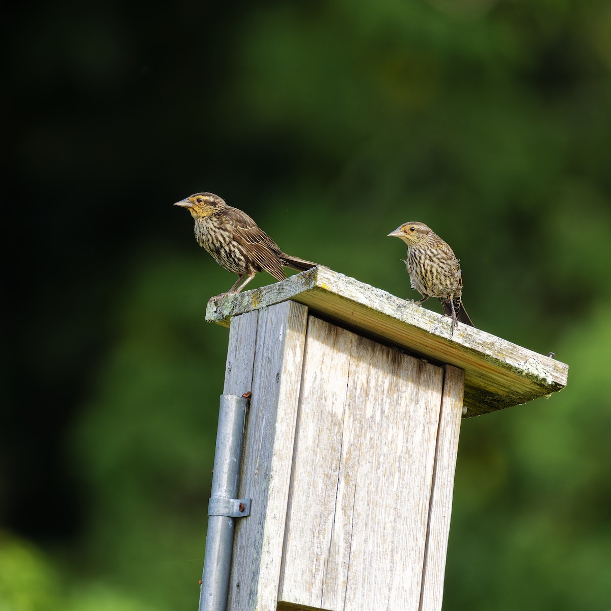 Red-winged Blackbird - ML639651405
