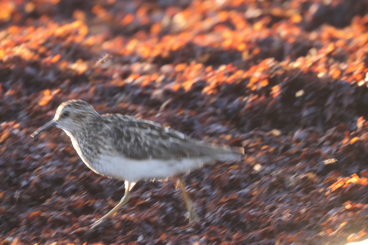 Least Sandpiper - ML639651449