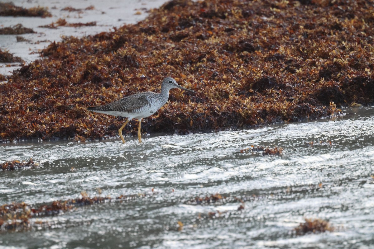 Greater Yellowlegs - ML639651465