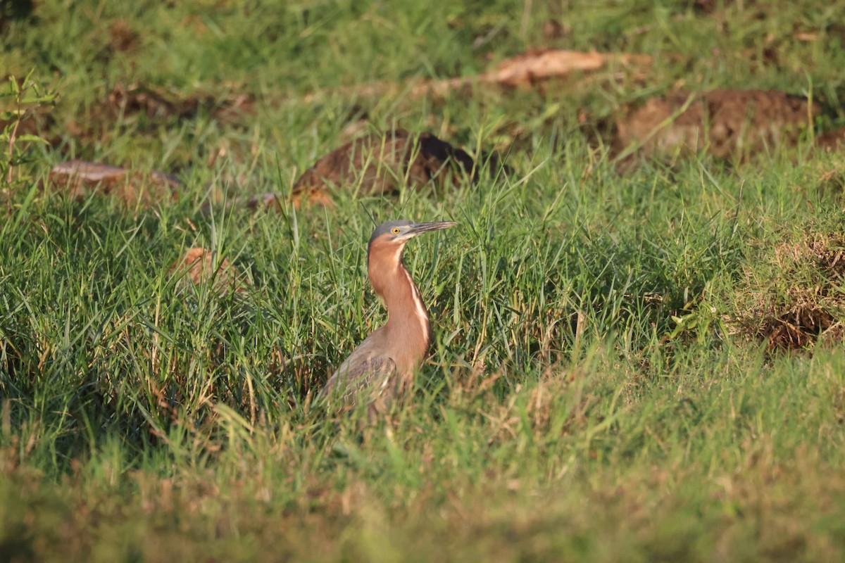 Green Heron - ML639651479