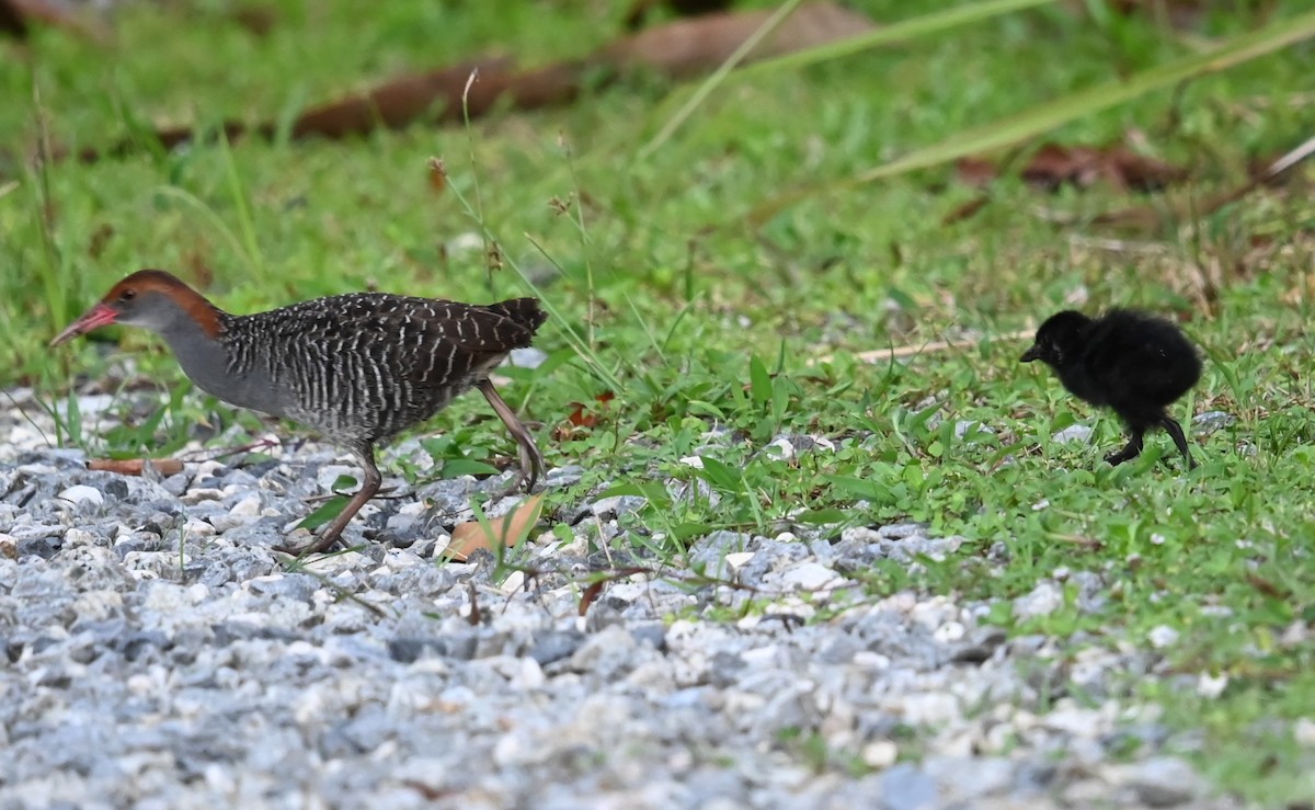 Slaty-breasted Rail - ML639651545