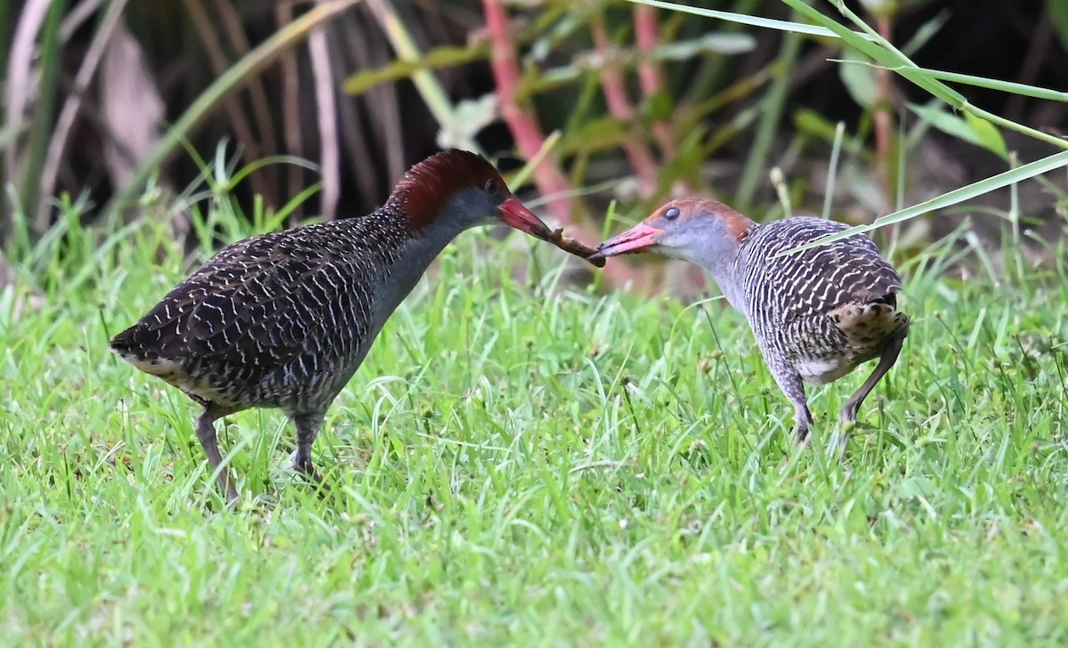 Slaty-breasted Rail - ML639651561