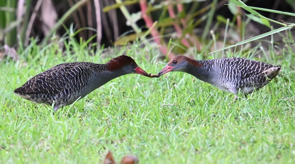 Slaty-breasted Rail - ML639651578