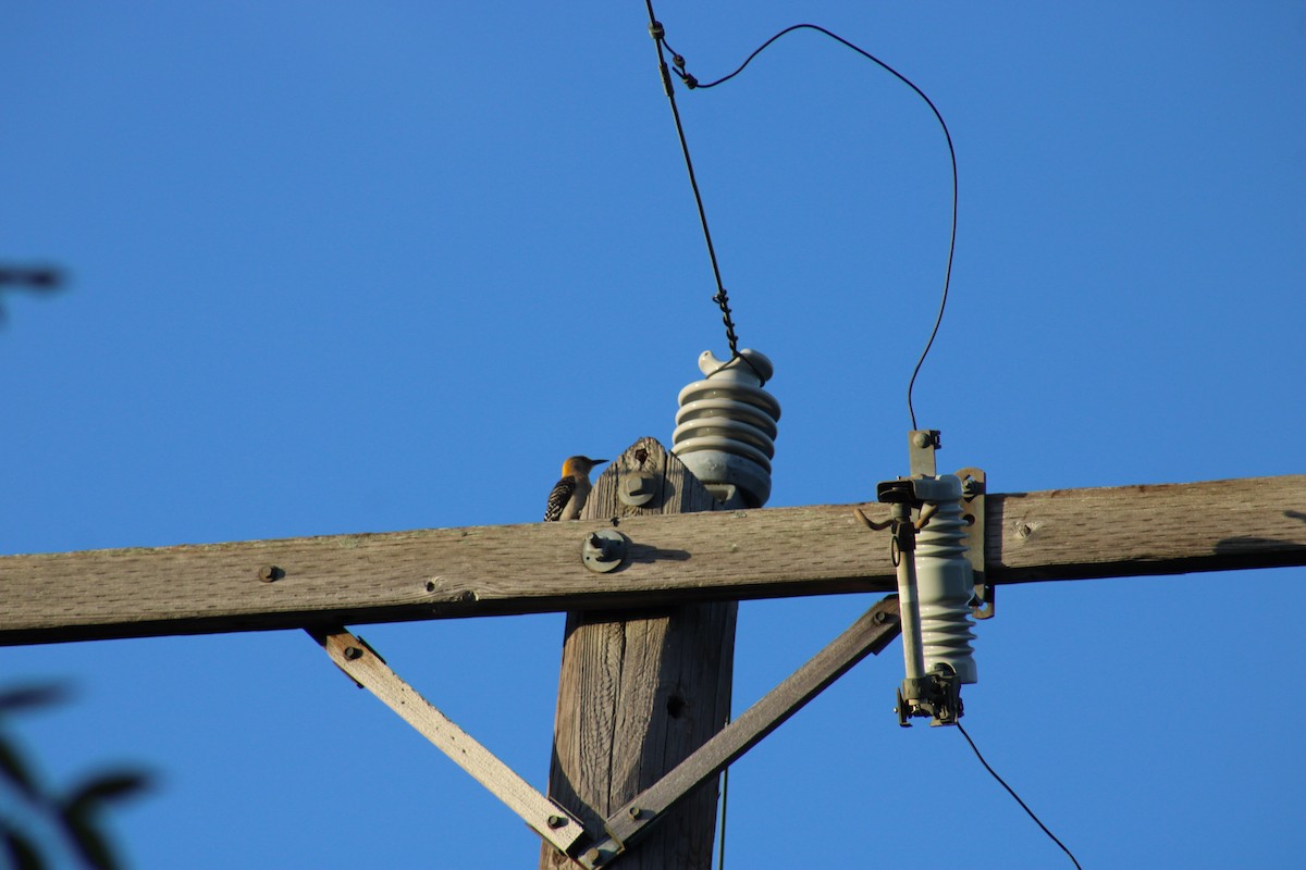 Golden-fronted Woodpecker - ML639651609