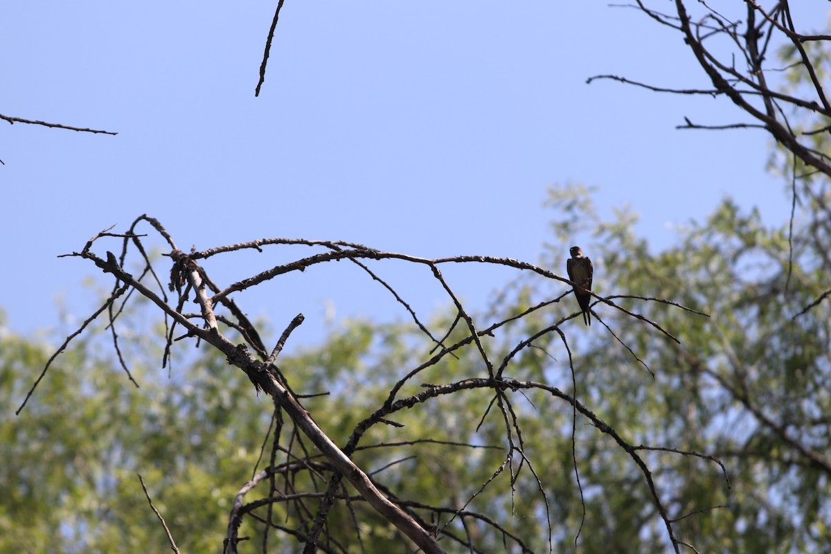 Eastern Red-rumped Swallow - ML639651717