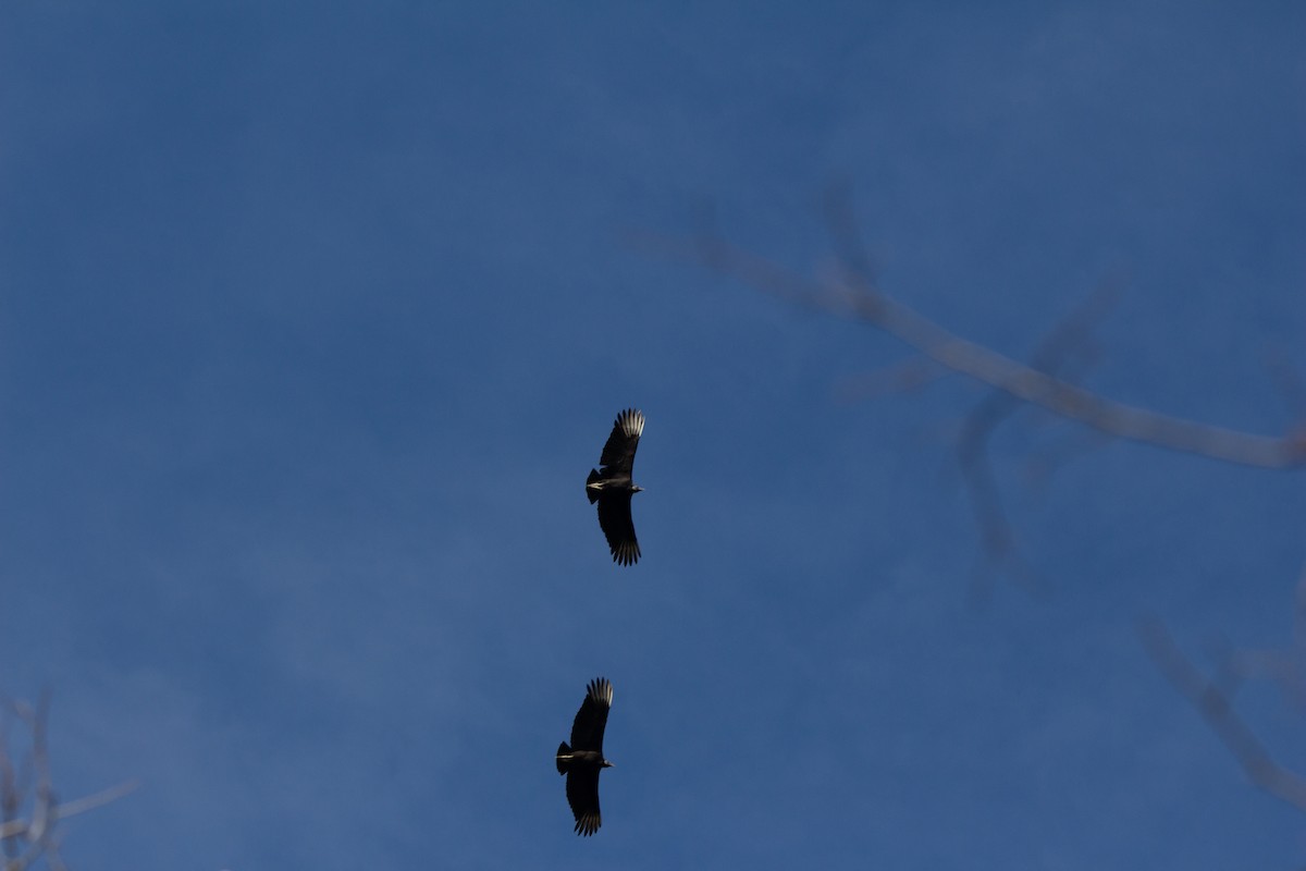 Black Vulture - ML639651726